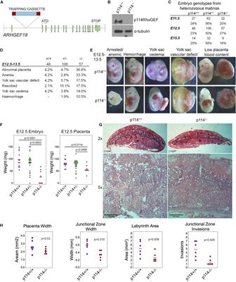ARHGEF18/p114RhoGEF Coordinates PKA/CREB Signaling and Actomyosin Remodeling to Promote Trophoblast Cell-Cell Fusion During Placenta Morphogenesis